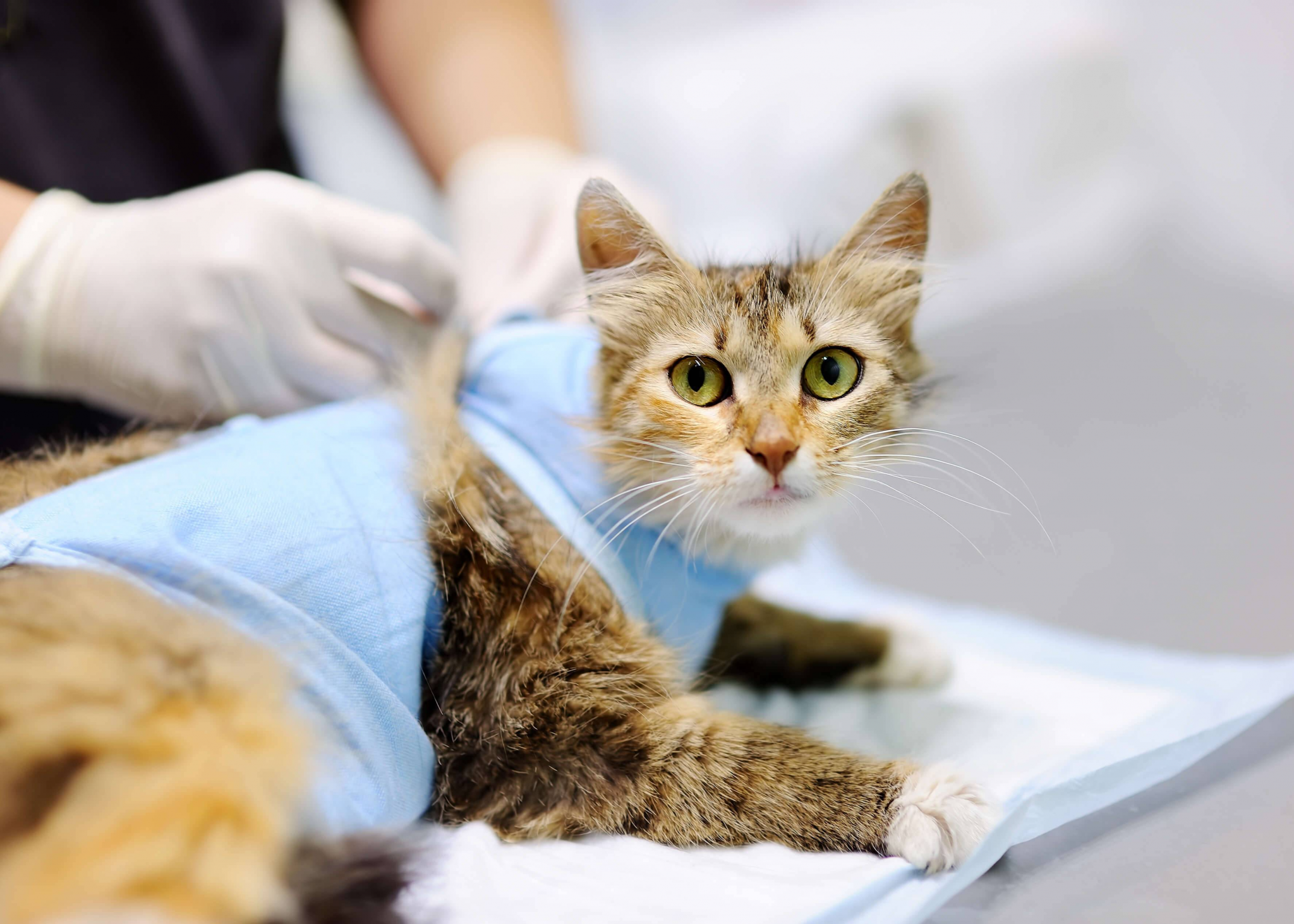 Перед стерилизацией кошки не кормить