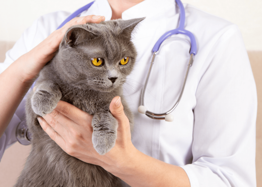 Лечение кошек