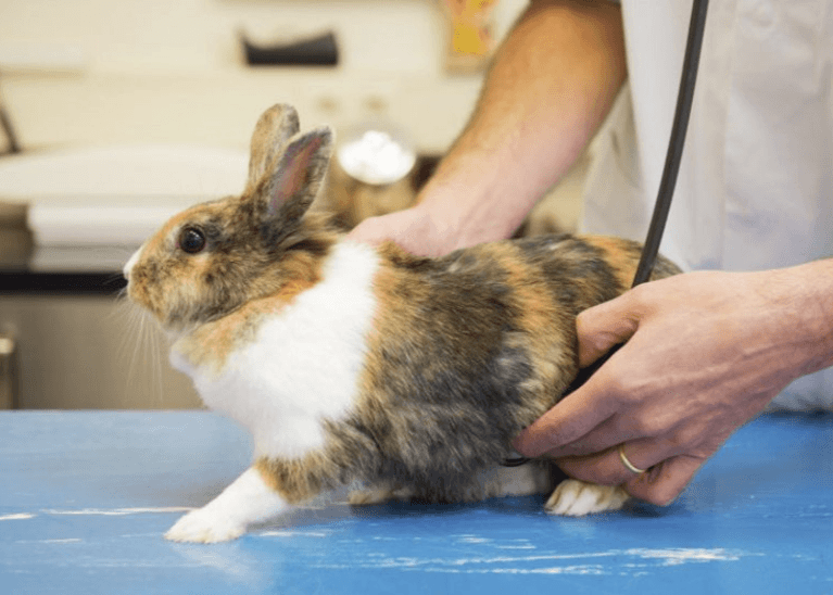 Лечение кроликов и грызунов