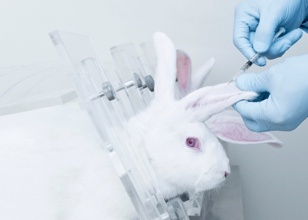 Лечение кроликов и грызунов