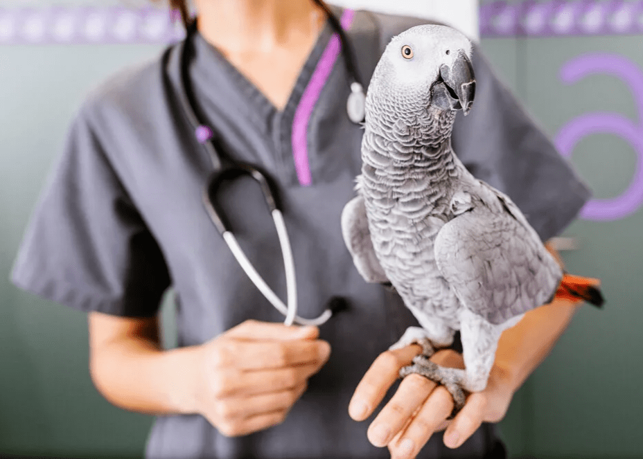 Лечение птиц