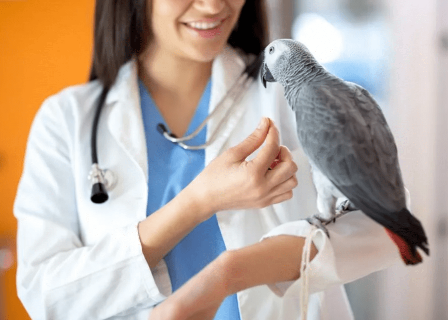 Лечение птиц